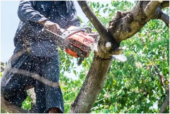 tree services West Brattleboro